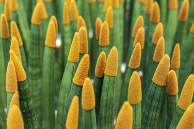 Sansevieria stuckyi dyeing yellow velvet