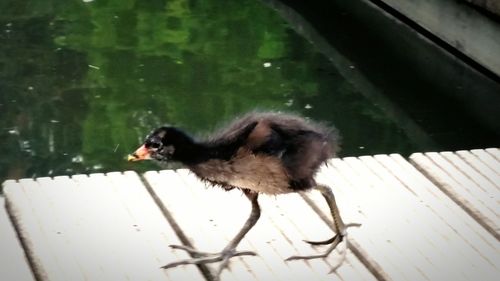 Ducks in the lake