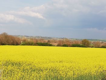 Scenic view of oilseed rape field against sky