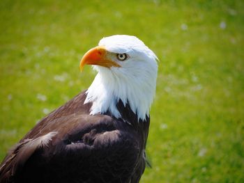 Close-up of eagle