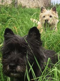 Dog standing on grassy field