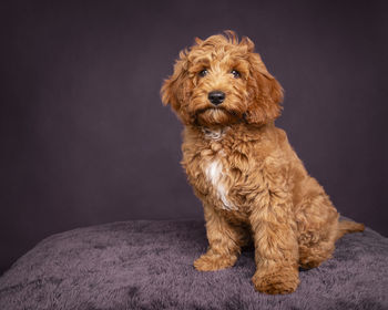 Portrait of dog against black background