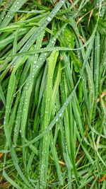 Full frame shot of wet plant