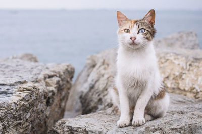 Portrait of cat sitting on rock by sea