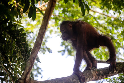 Low angle view of monkey on tree