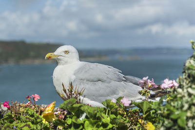 Bird flying over sea