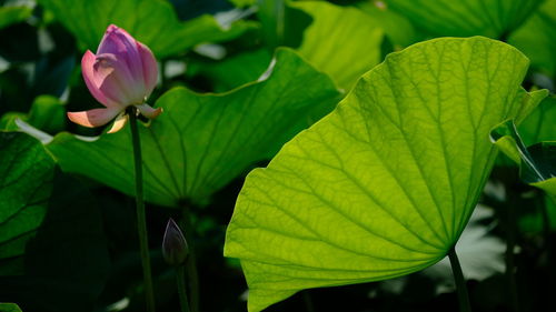 Close-up of purple lotus water lily