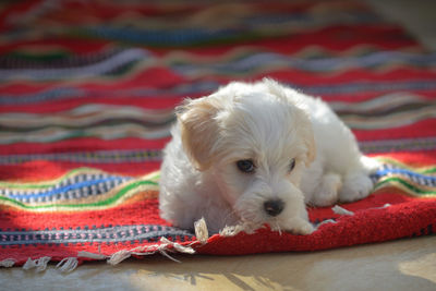 Close-up of puppy relaxing on bed