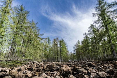 Low angle view of trees against sky in forest