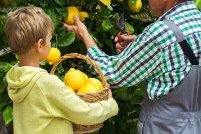 Senior farmer, man, grandfather with young boy, grandson harvesting lemons from the lemon tree