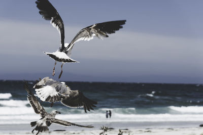 Bird flying over sea against sky