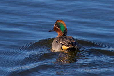 Close-up of mandarin duck swimming in lake