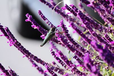 Hummingbird hovering over purple flowers