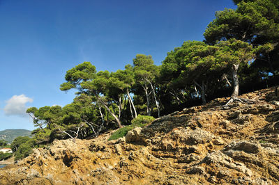 Trees growing on rock against sky