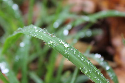 Close-up of wet plant leaves during rainy season