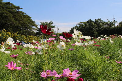 Close-up of pink flowering plants on field against sky