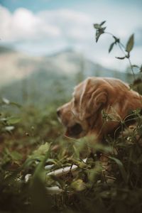 Dog relaxing on field