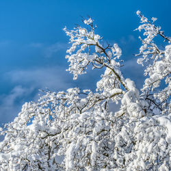 Low angle view of frozen tree against blue sky