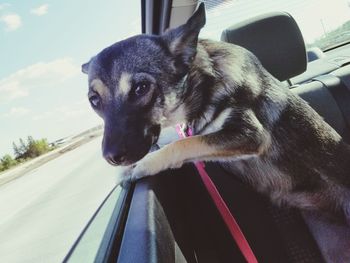 Close-up of dog looking away