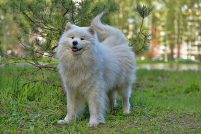 View of white dog on field