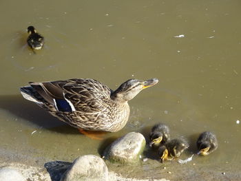High angle view of ducks swimming in lake