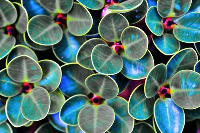 Full frame shot of leaf