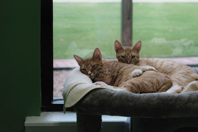 Portrait of cats resting