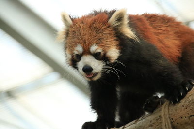 Close-up of animal in zoo