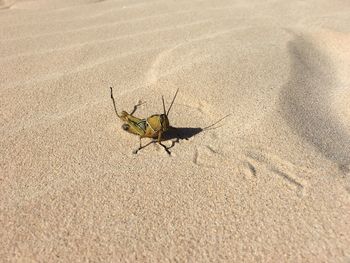 High angle view of insect on sand