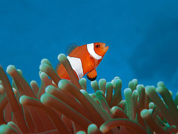 Close-up of fish swimming in sea