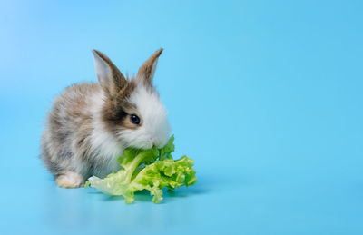 View of an animal against blue background