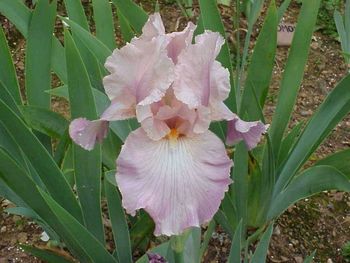 Close-up of pink flowers