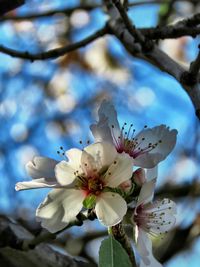 Close-up of cherry blossom