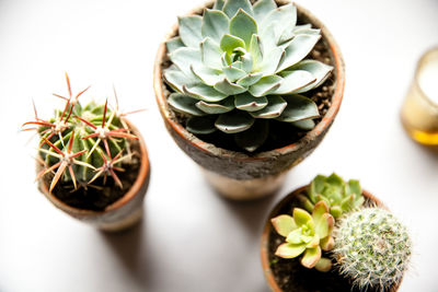 High angle view of potted plants on table