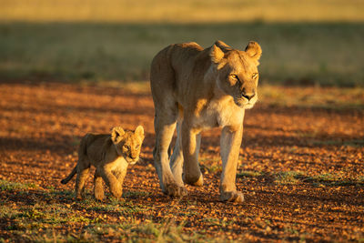 Lioness running on field