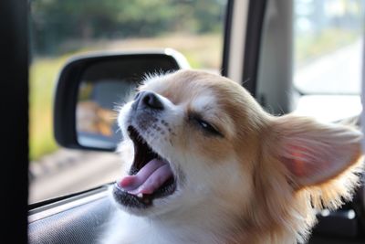 Close-up of dog in car