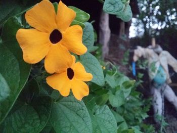 Close-up of flowers