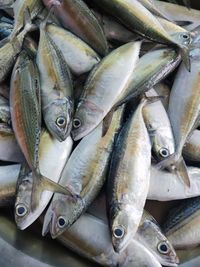 High angle view of fish for sale at market