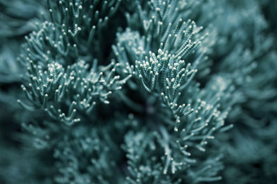 Close-up of snow on plant