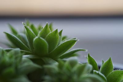 Close-up of fresh green plant