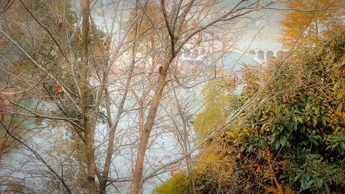 Bare trees in forest