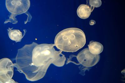 Close-up of jellyfish in sea