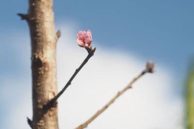 Close-up of pink flower buds against sky