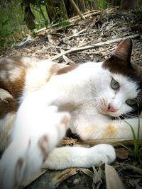 Close-up of cat relaxing on grass