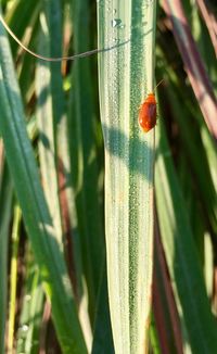 Close-up of ladybug on leaf