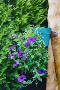 Close-up of blue flowering plant in pot