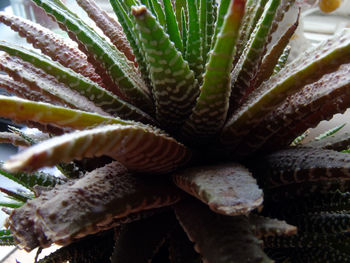 Close-up of spiked plant