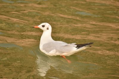 Seagulls during winter at varanasi