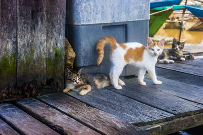 Portrait of cat sitting on wood