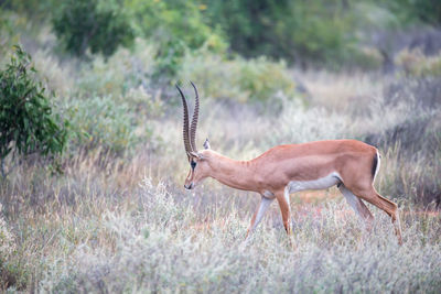 Side view of deer on field